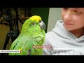 After caged for 7 years, bird reacts to being in wild