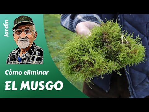 Vídeo: Killing Moss: Com matar la molsa a la gespa i al jardí