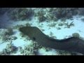 Close Encounter of the Red Sea Eel