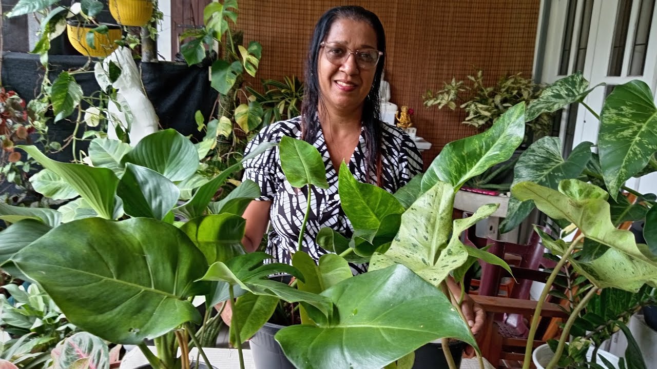 Plants for sale part 17  Whats app 0772251645 🌹🌹❤️❤️❤️