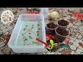 Grow Adenium Seeds On Tissue Paper || Repotting Adenium Seedlings.