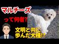 【マルチーズ】癒し犬の原点!白き古代の名犬!?