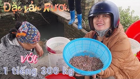 Thu hoạch Rươi đầu mùa 1 đầm cũng vài tạ . Tại Vĩnh Lập Hà Đông HP . Một trải nghiệm rất thú vị.