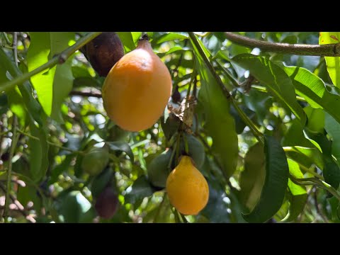 Florida Natural Farming