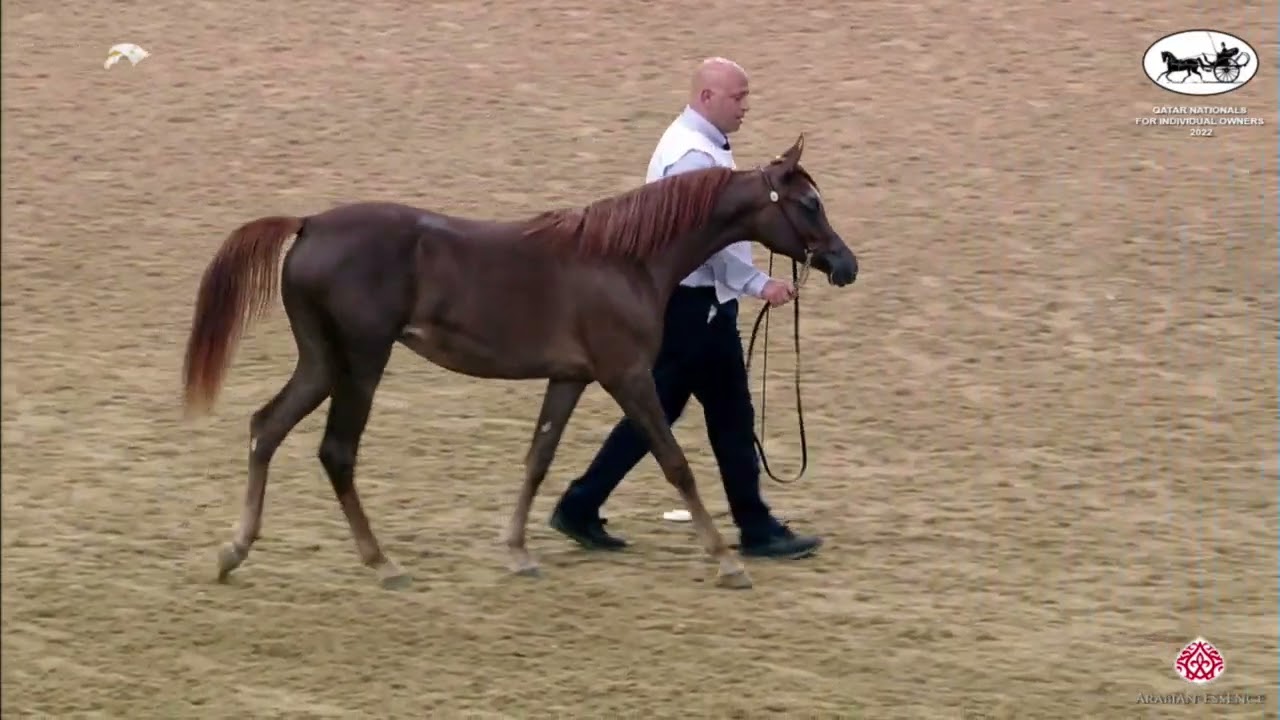 N 14 MAYAAN AL LAHEEF   Qatar Nationals for Individual Owners 2022   Yearling Fillies Class 1A