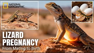 Lizard Pregnancy Explained ๐ฆ | From Mating to Birth | Reptile Reproduction Documentary