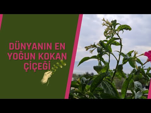 MELİSA ÇİÇEĞİNİN YOĞUN KOKUSU NEDEN HASTA EDİYOR?