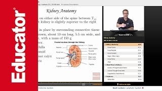 Urinary System (Renal System)