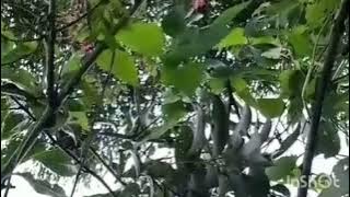 suara burung Anis putih semoga bermanfaat buat sobat semuanya