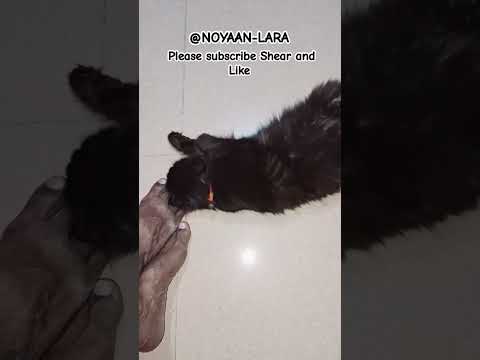 Aaja Nac Cat Catlover Yourcat Cute Funny Trending Reels Shorts Shortvideo Petlover 