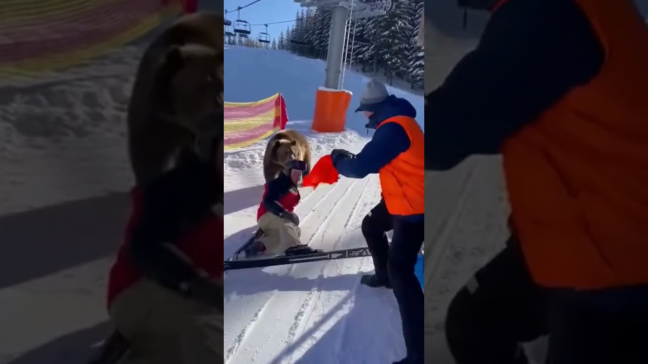 Бурый медведь нападает на лыжника, зажатого на выезде с подъемника 