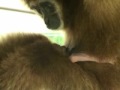 アイ　西山動物園テナガザル の動画、YouTube動画。