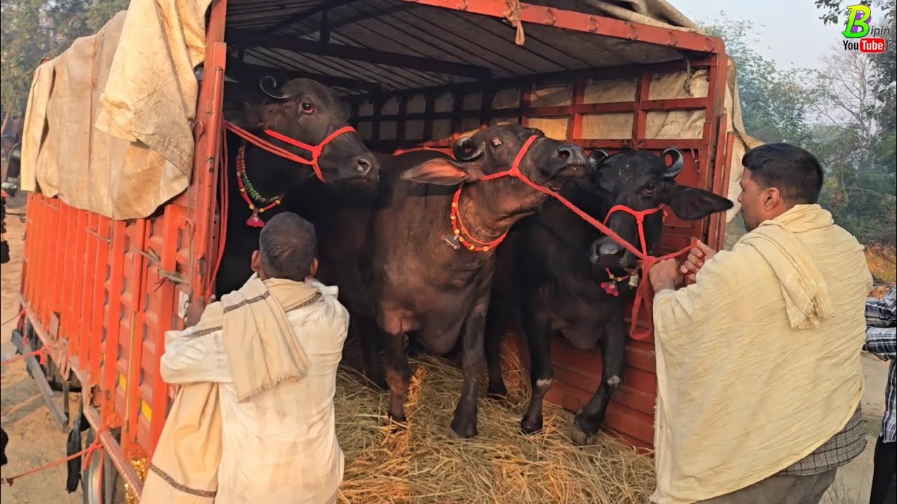 आज हरियाणा राज्य से एक गाड़ी मुर्रा भैंस अभी अभी आ रही है | Bipin Singh Dildarnagar | Buffalo Farm