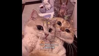 love, maybe - secret number [sped up]