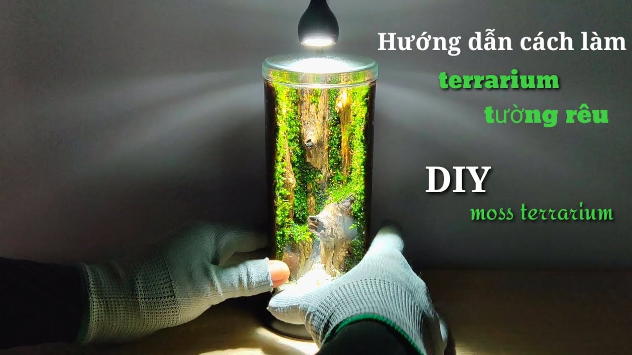 #7 Hướng dẫn cách làm tường rêu Terrarium |#how to make moss wall ...
