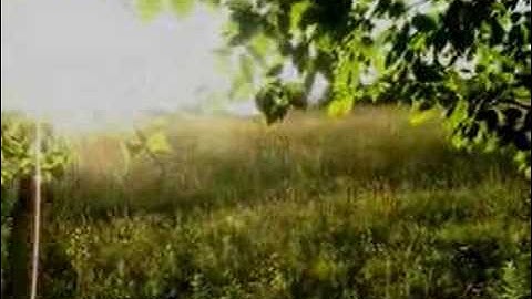 Dark Black Forest (RJNN)