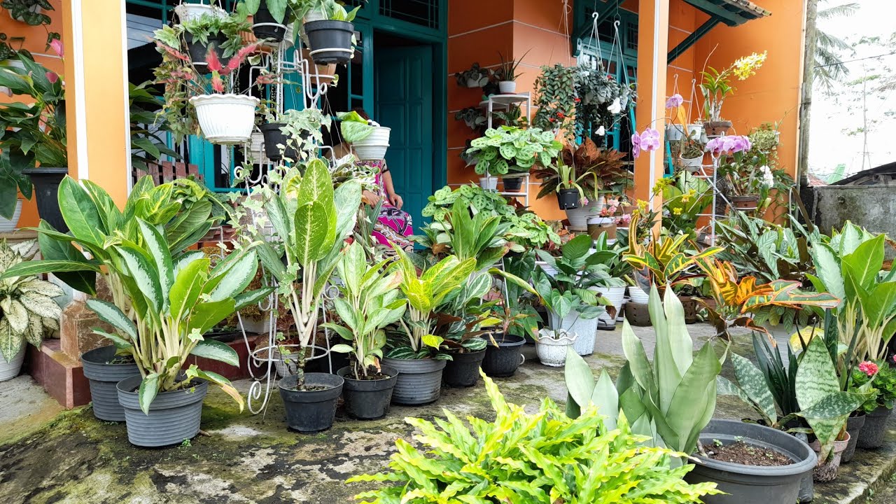 Presiden Kembang Sidak Rumah Full #tanamanhias #wonosobo Teras Rumah Penuh Kembang Bikin Kondang