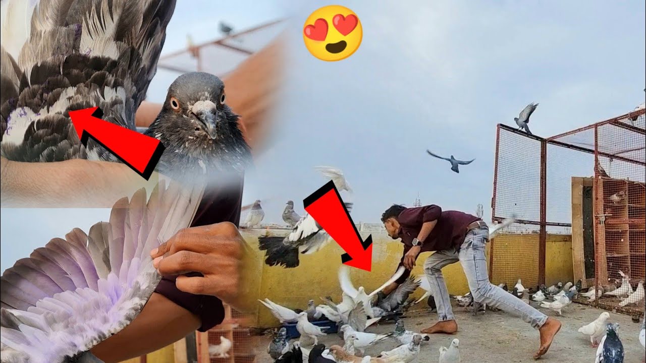 Tournament Ka kabootar Pakda😍