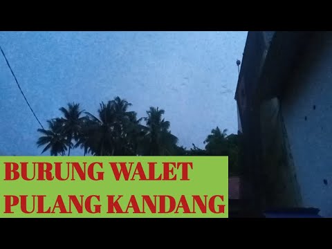 Intip burung walet pulang kandang di rbw mini saat jam pulang burung