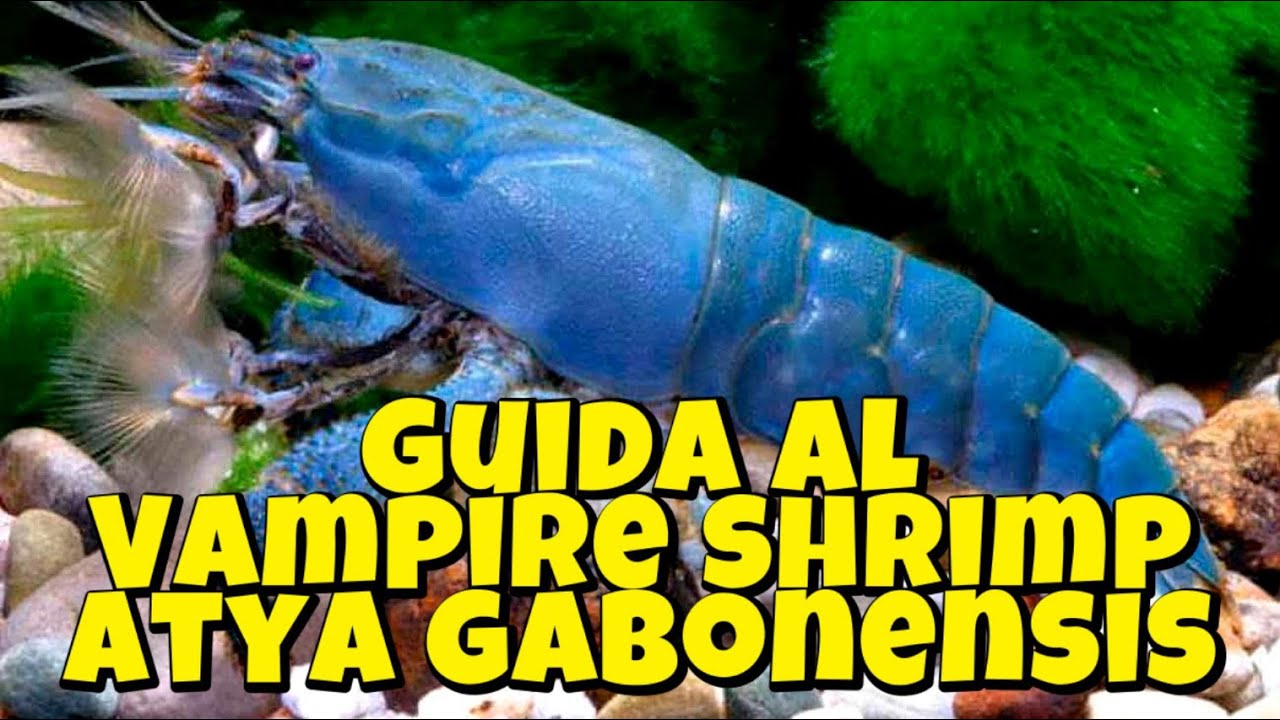 IL GAMBERO VAMPIRO - ATYA GABONENSIS