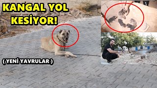 KANGAL YOLU KESMİŞ ! Yeni Yavru Köpekler !