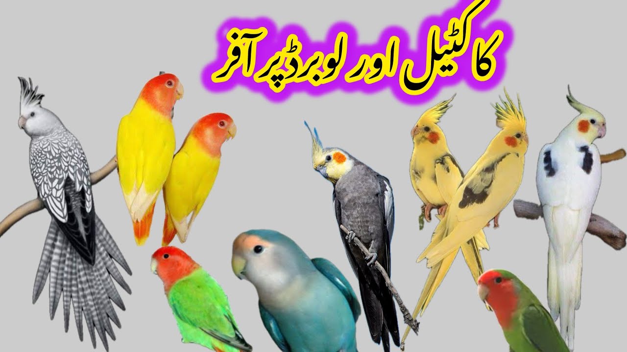 Cockatiel aur Lovebirds Pay MEGA Offers 🔥🔥🔥 | @Islamabad_pets