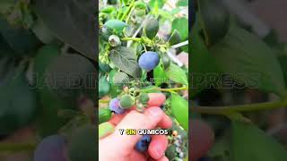 El fertilizante asiático que hace crecer tus huertos frutales #fertilizante #plantas