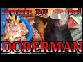 ALIMENTACIÓN DE MI DOBERMAN | como pasar de comida casera a barf en 7 días  #barf #doberman #ppp