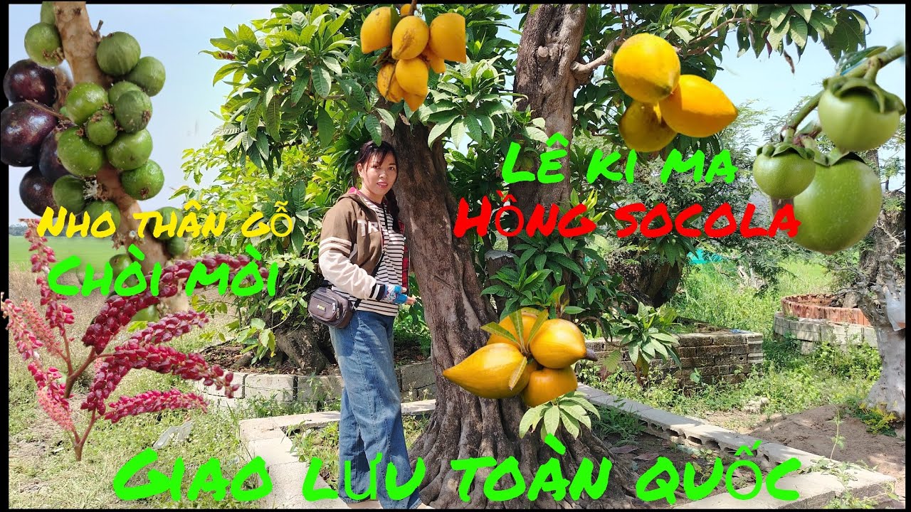 27/2 Giao lưu .lê ki ma Thái .nho thân gỗ .hồng socola .chòi mòi  .giá rẻ #lh0382354700# Baosíp ...