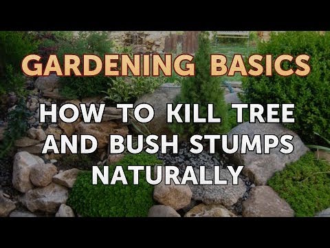 How to Kill Tree and Bush Stumps Naturally - YouTube
