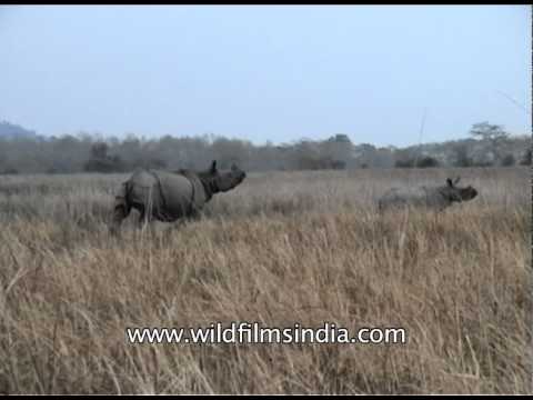 rhino chasing safari jeep