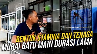 Simak ini yang Pengen Murai Batu kerja durasi lama