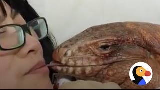 Lizard Licks, Hugs Human Mom | The Dodo