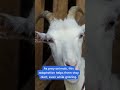 Why Do Goats Have Rectangular Pupils? The Answer Will Shock You! | #youtubeshorts #viral #goats