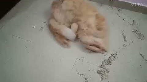 Crazy catnip party! | CUTE CAT | Shaikh firdous