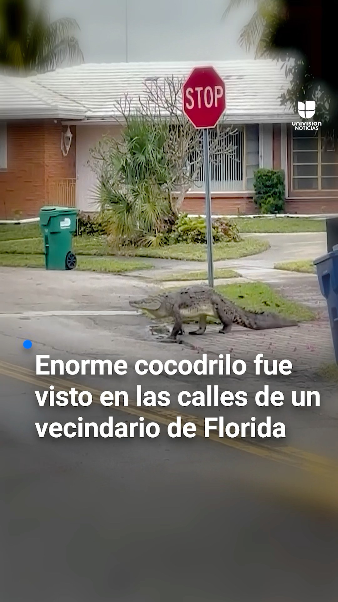 Enorme cocodrilo fue visto en las calles de un vecindario en Florida