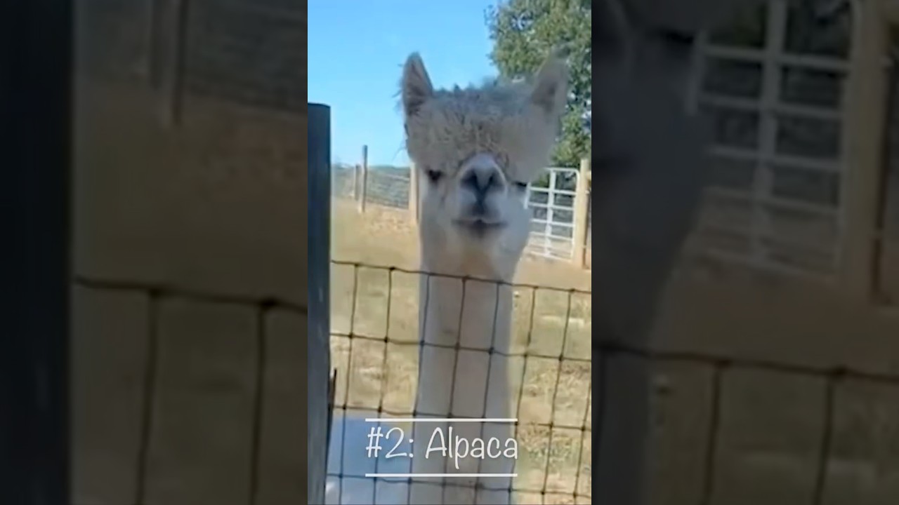 Dean’s Alpaca Farm Experience