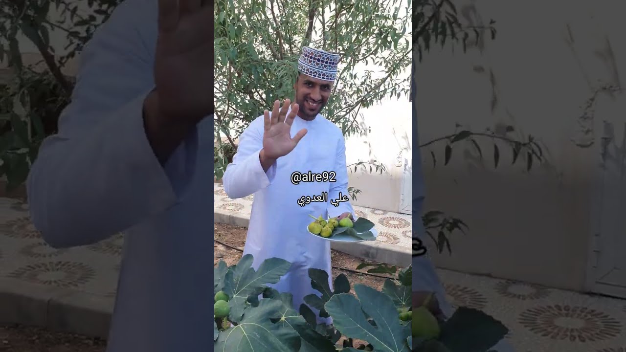 التين بالجبل الأخضر بسلطنة عمان بمحافظة الداخلية       داود الكديس