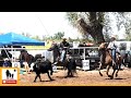Youth Team Sorting 🐂 2023 Motley / Dickens Old Settlers Rodeo (Censored)