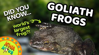 Meet the Super-Sized Star of the Frog World – the Goliath Frog!