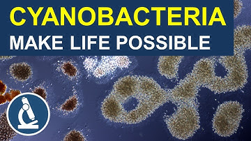 Cyanobacteria: The unsung heroes of oxygen production 🔬 258