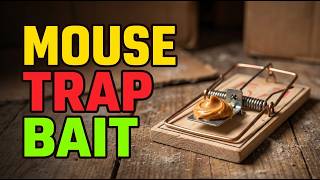 TOP 5 Best Bait For Mouse Traps 2026