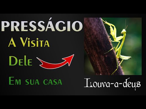 Vídeo: O louva-a-deus dá boa sorte?