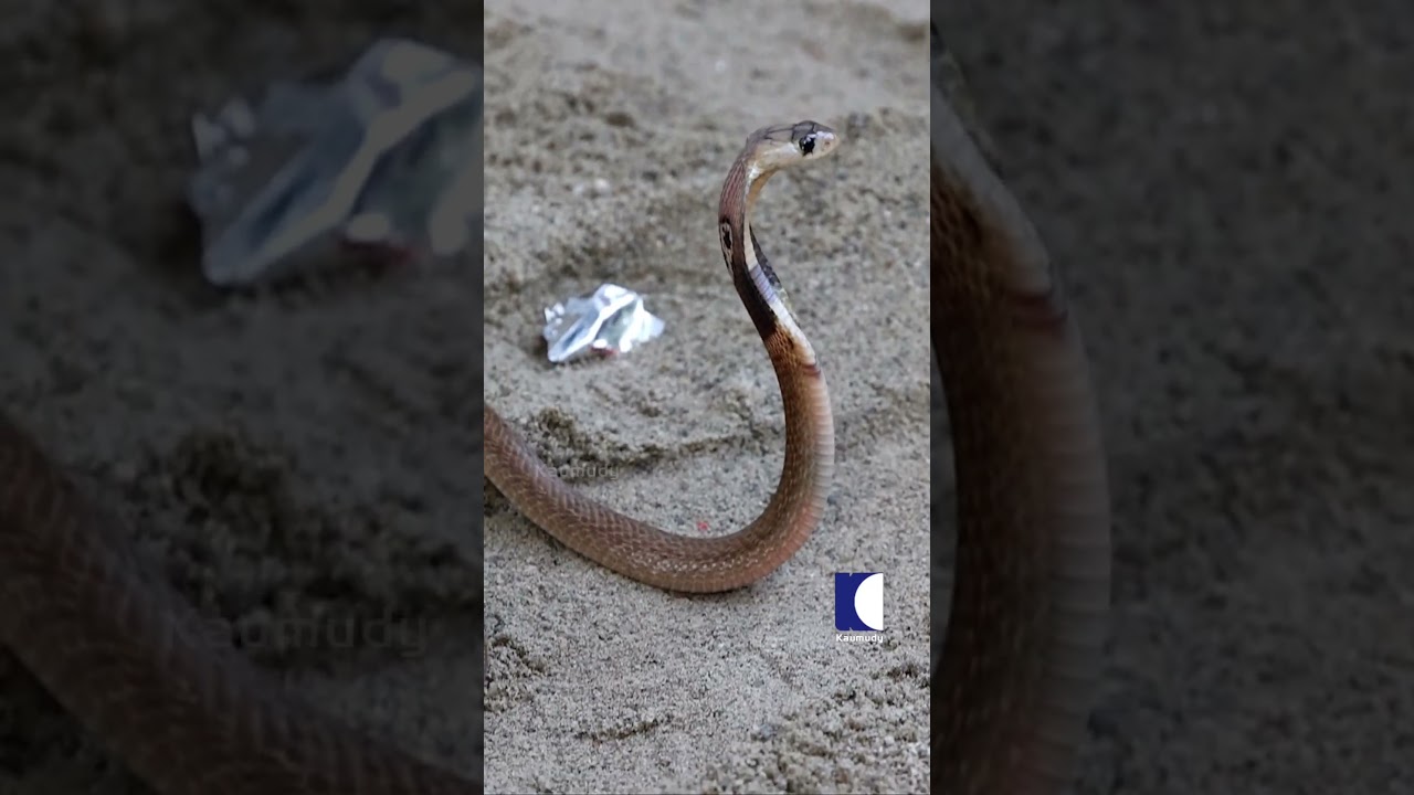 Close Encounter with Cobra | Vava Suresh Snake Master