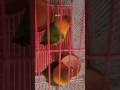 Me and my parrots have nothing to do 🙃♥️ One of them flew away 😖 #parrot #lovebirds #cswithlaiba