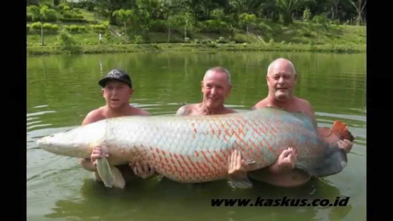 Amazon River Fish Largest Freshwater Fish Arapaima Gigas Paiche Youtube