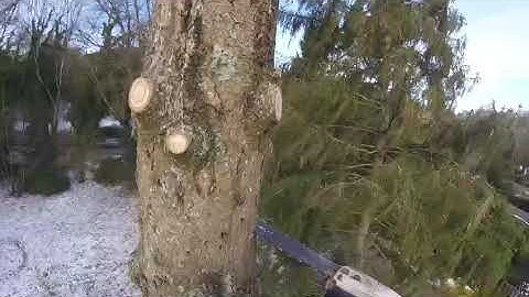 Epic Tree Felling with Rotatech Chainsaw Chain on STIHL 🌲 | Elite Tree Services