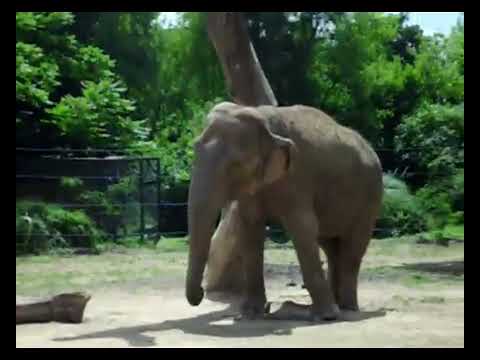 un éléphant qui se balançait -- Badaboum