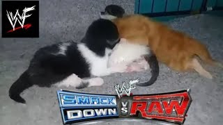 Anak kucing bermain wwf smackdown | wwf smackdown of cats