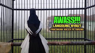 Suara Burung Kacer Bikin Lawan Emosi Gacor, Pancingan Kacer Agar Cepat Emosi Gacor